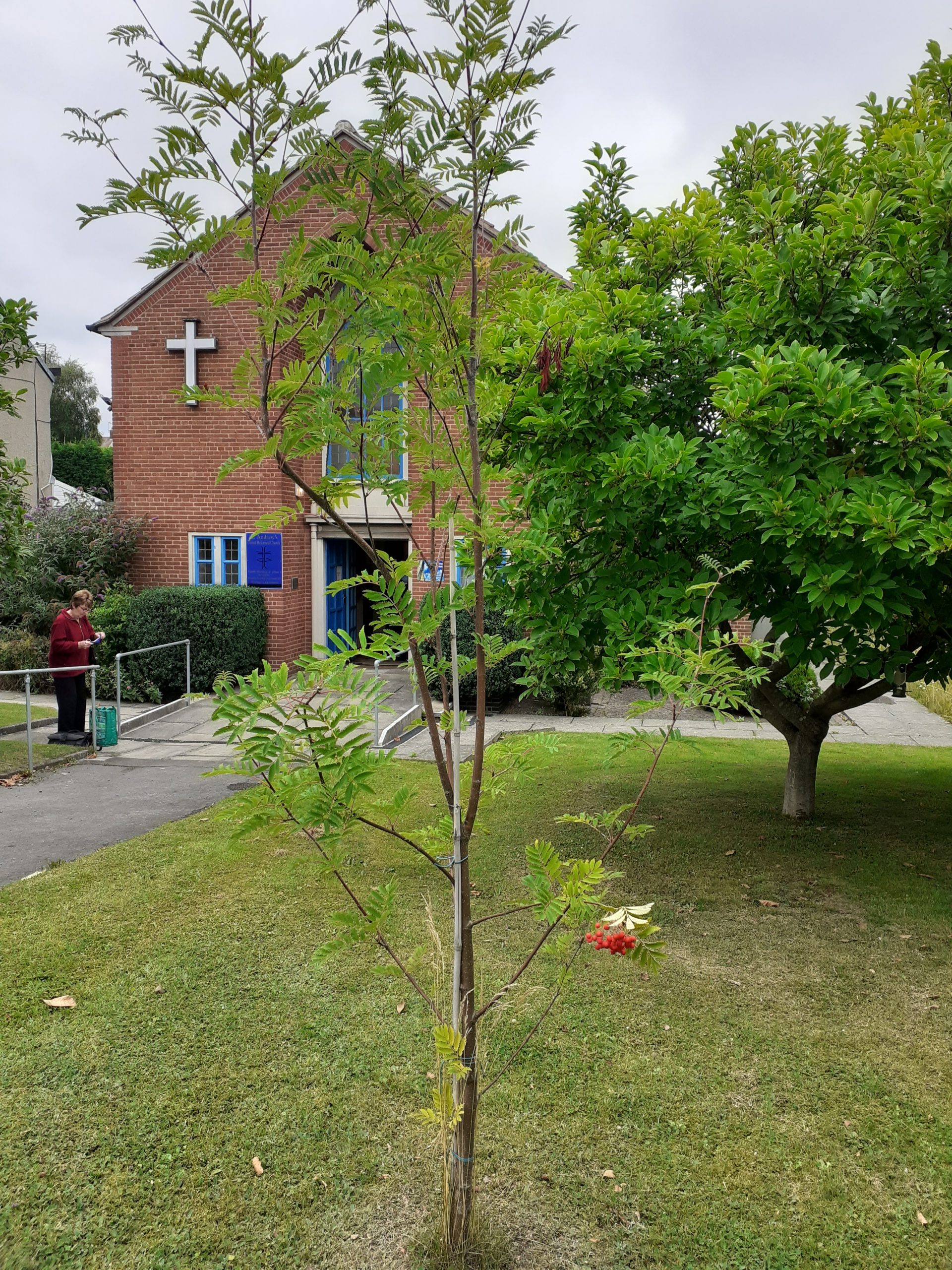 newly planted rowan tree in church garden